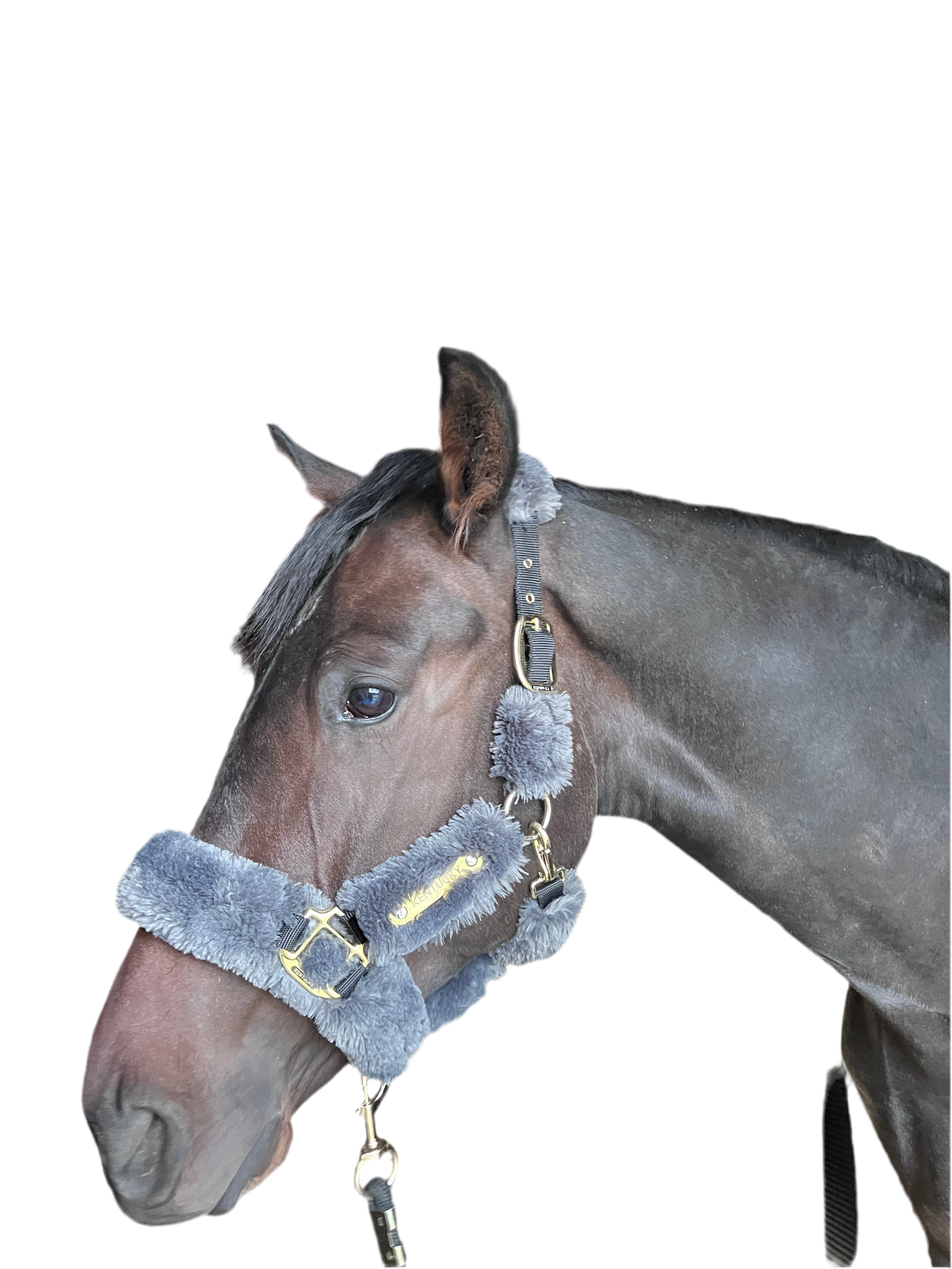 Licol Kentucky poney