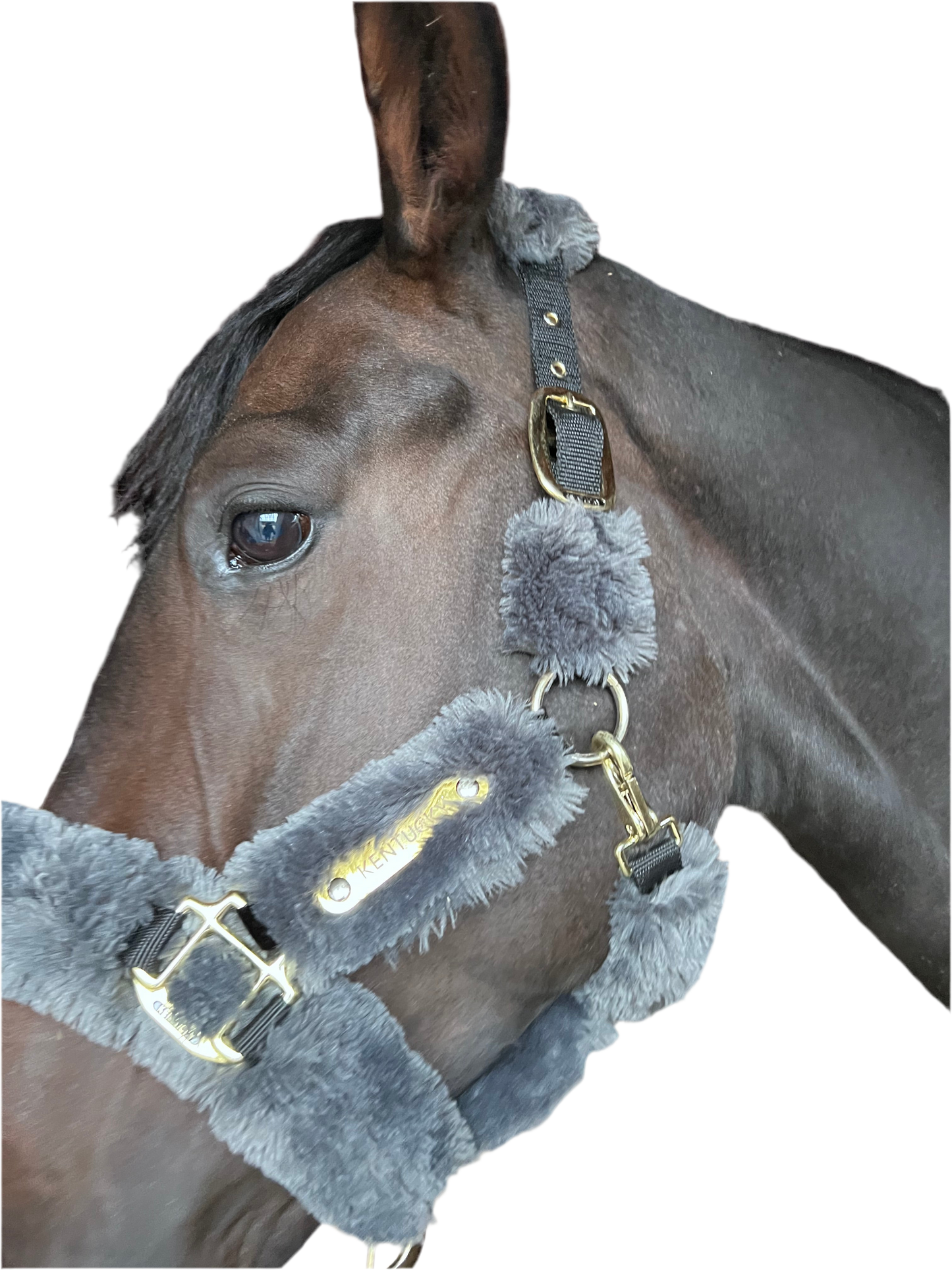 Licol Kentucky poney