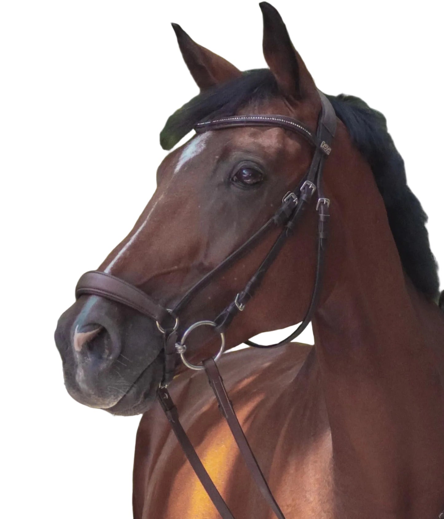 Bridon — Brun | Cheval