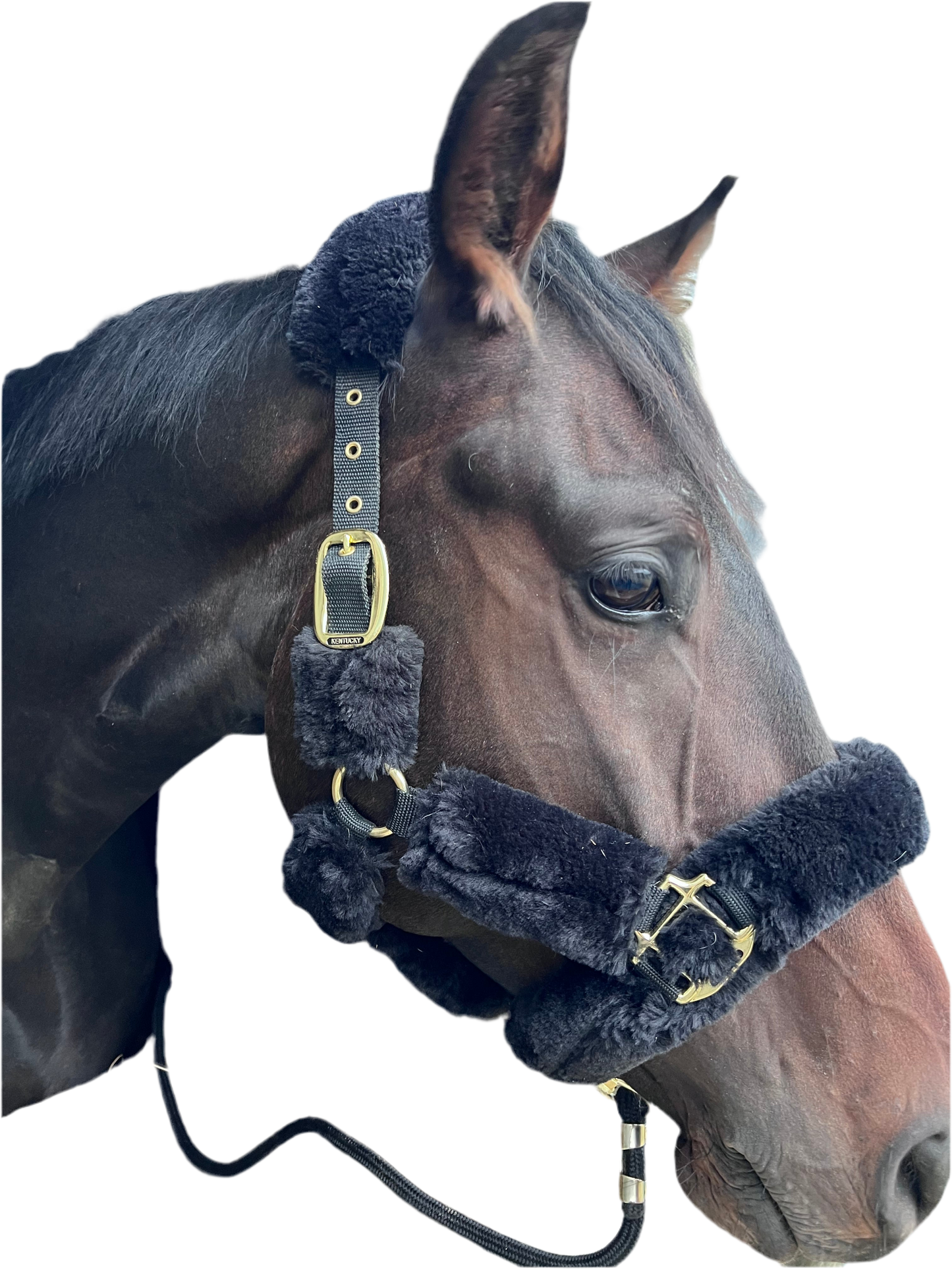 Licol Kentucky poney
