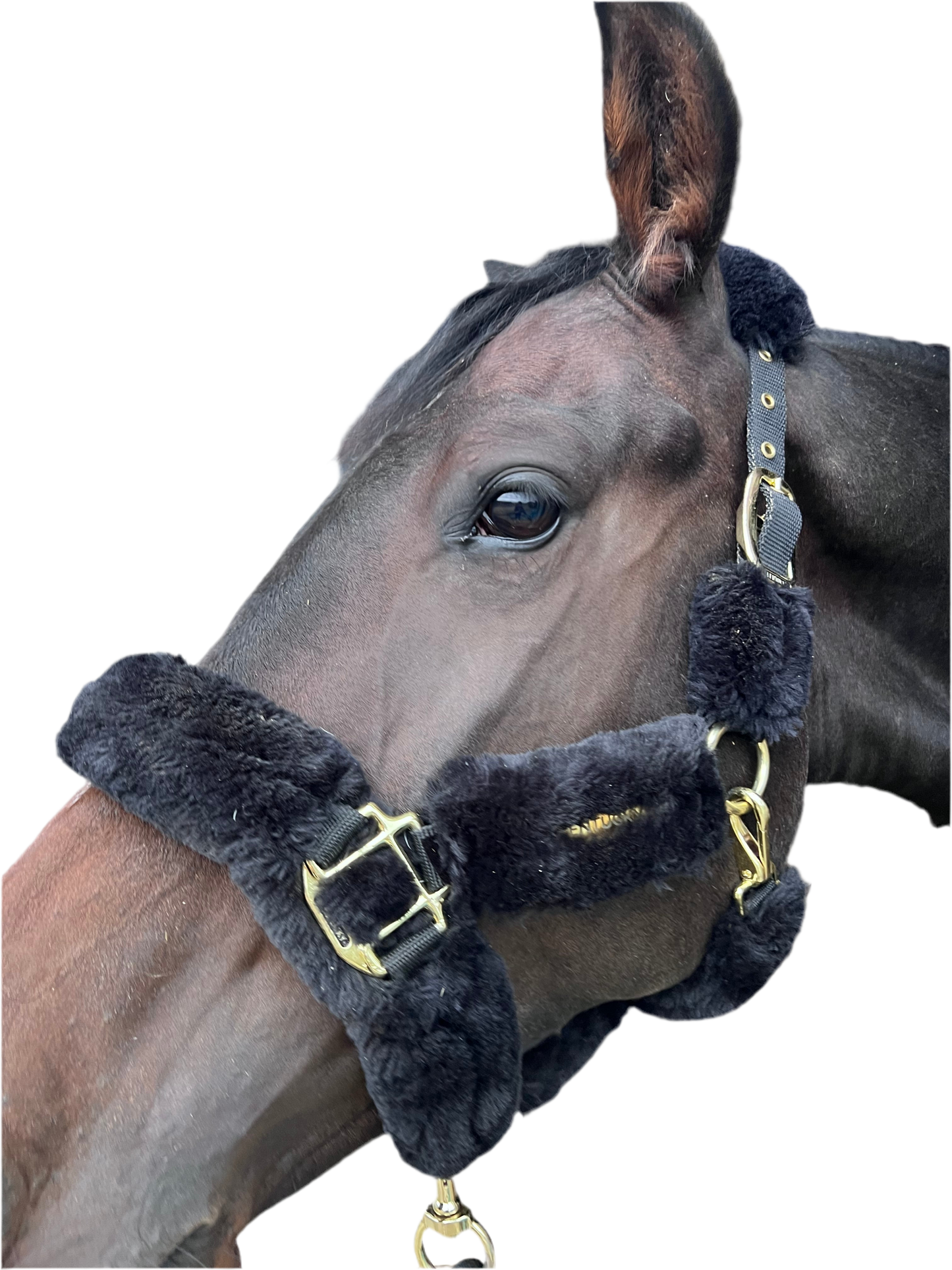Licol Kentucky poney