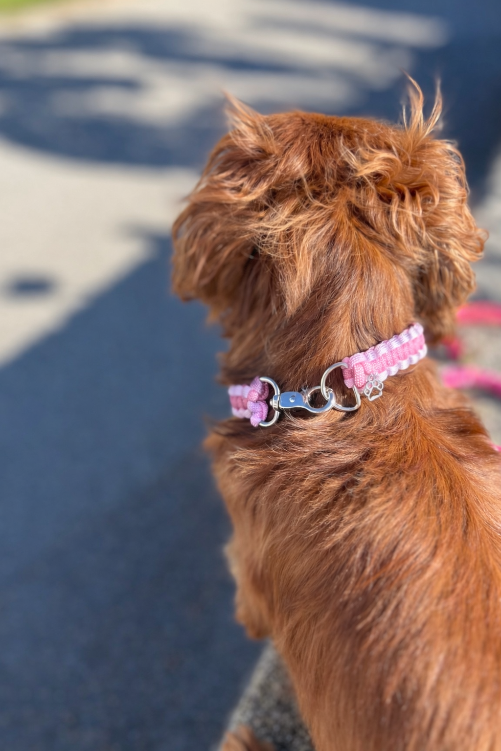 Collier chien