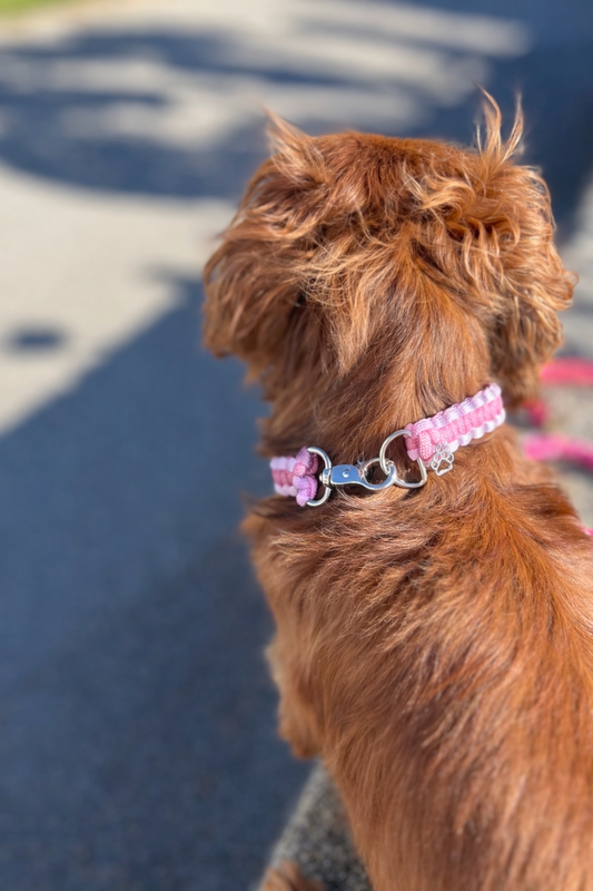 Collier chien