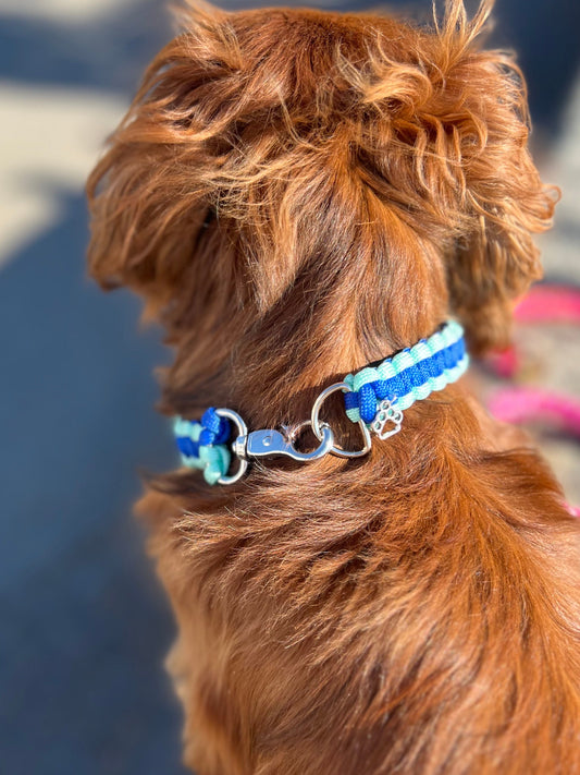 Collier chien Lagoon
