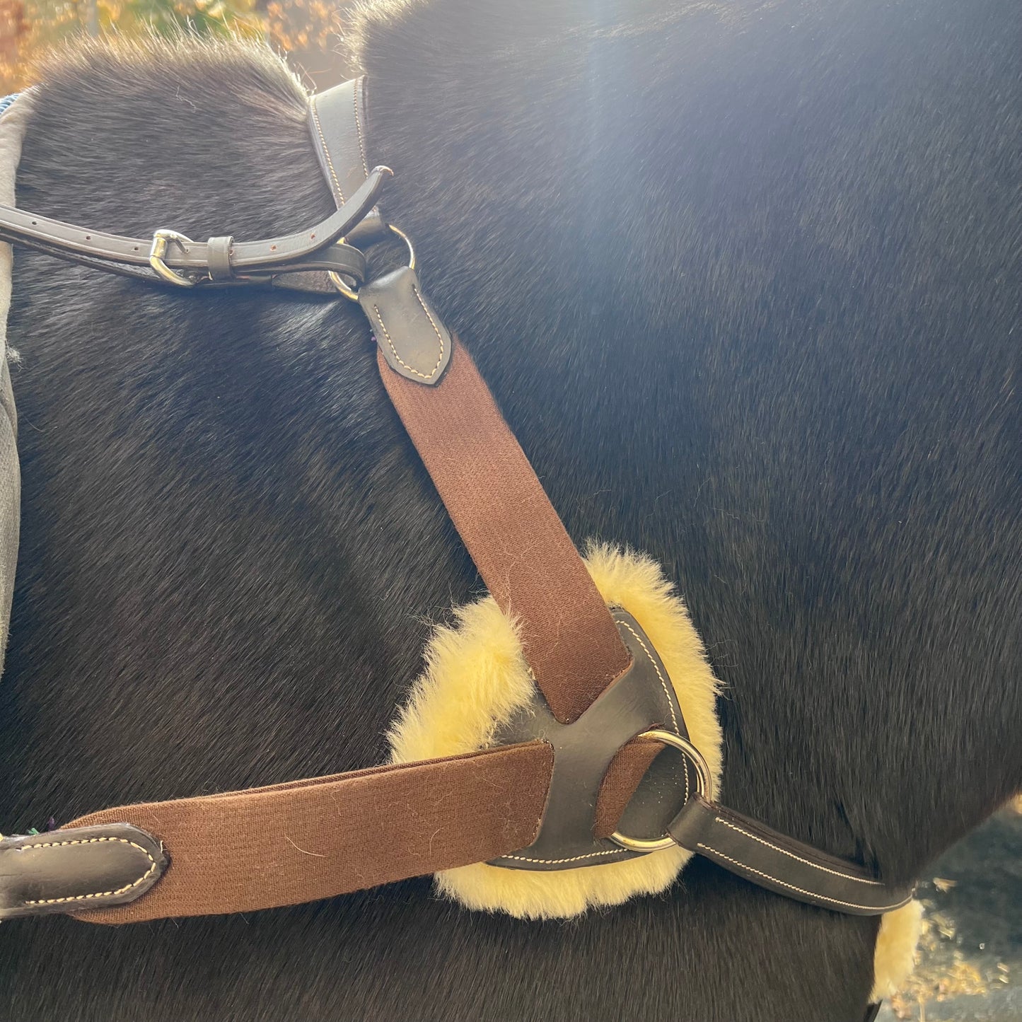 Collier de Chasse mouton