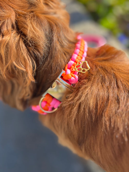 Collier chien peach