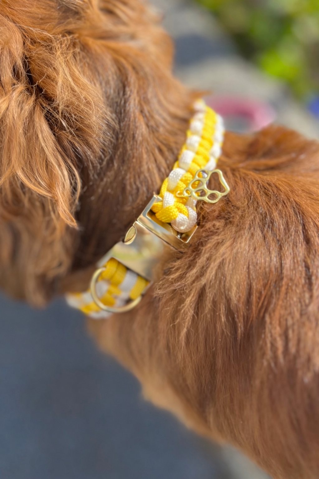 Collier chien